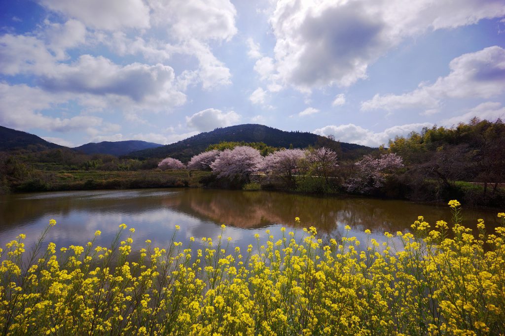 井寺池の桜