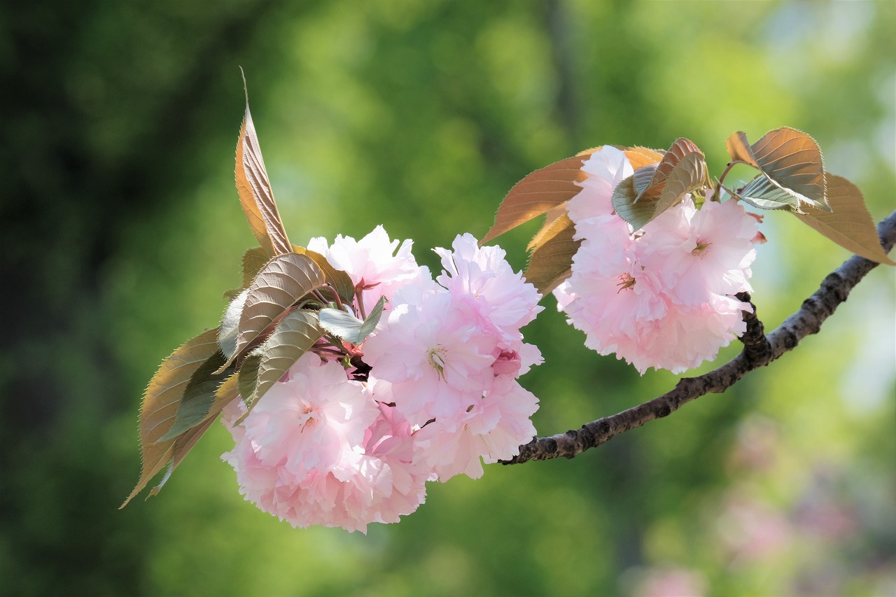いつもの通りすがりの八重桜