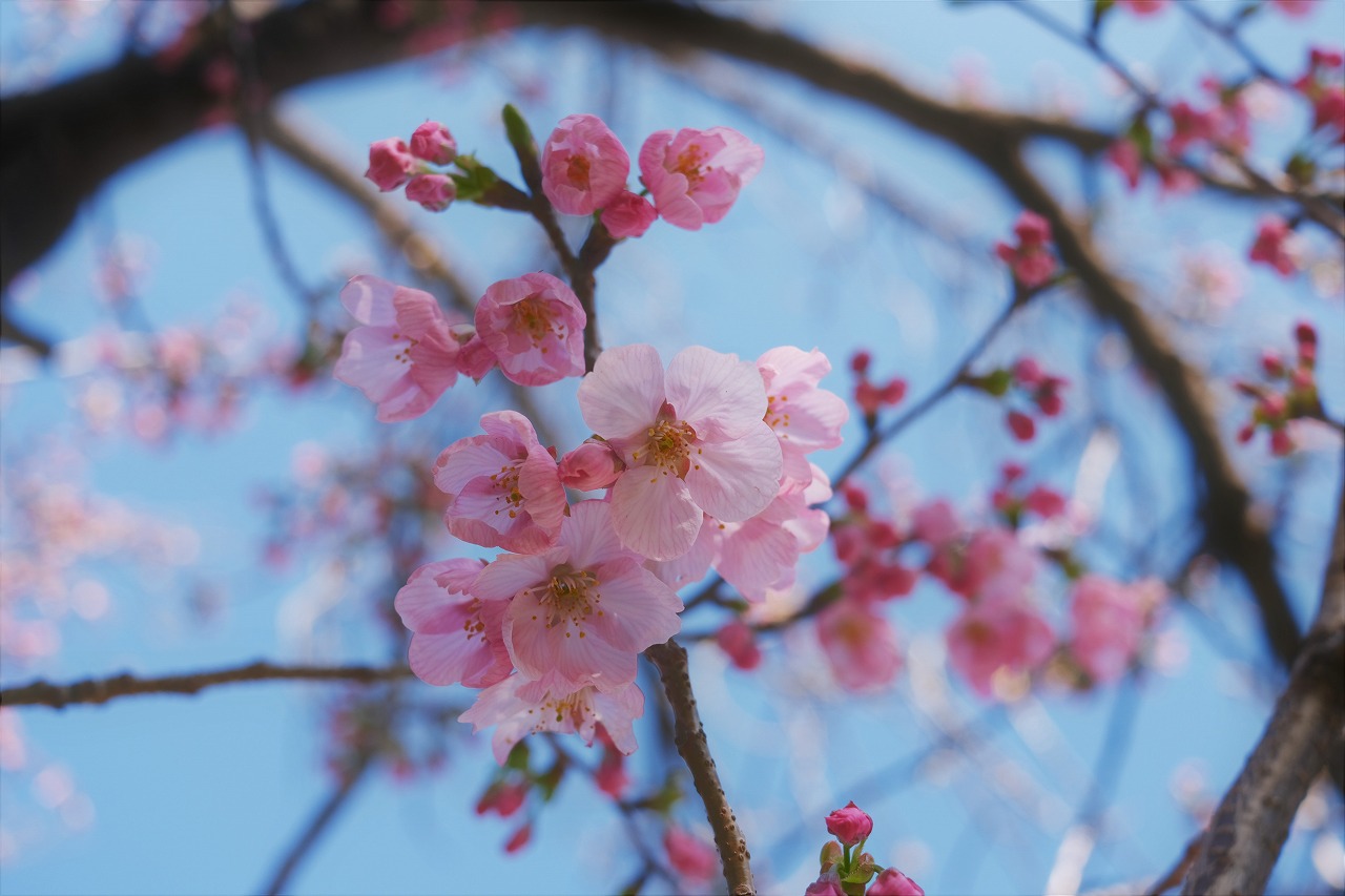 春の桜の頃の心地よさ