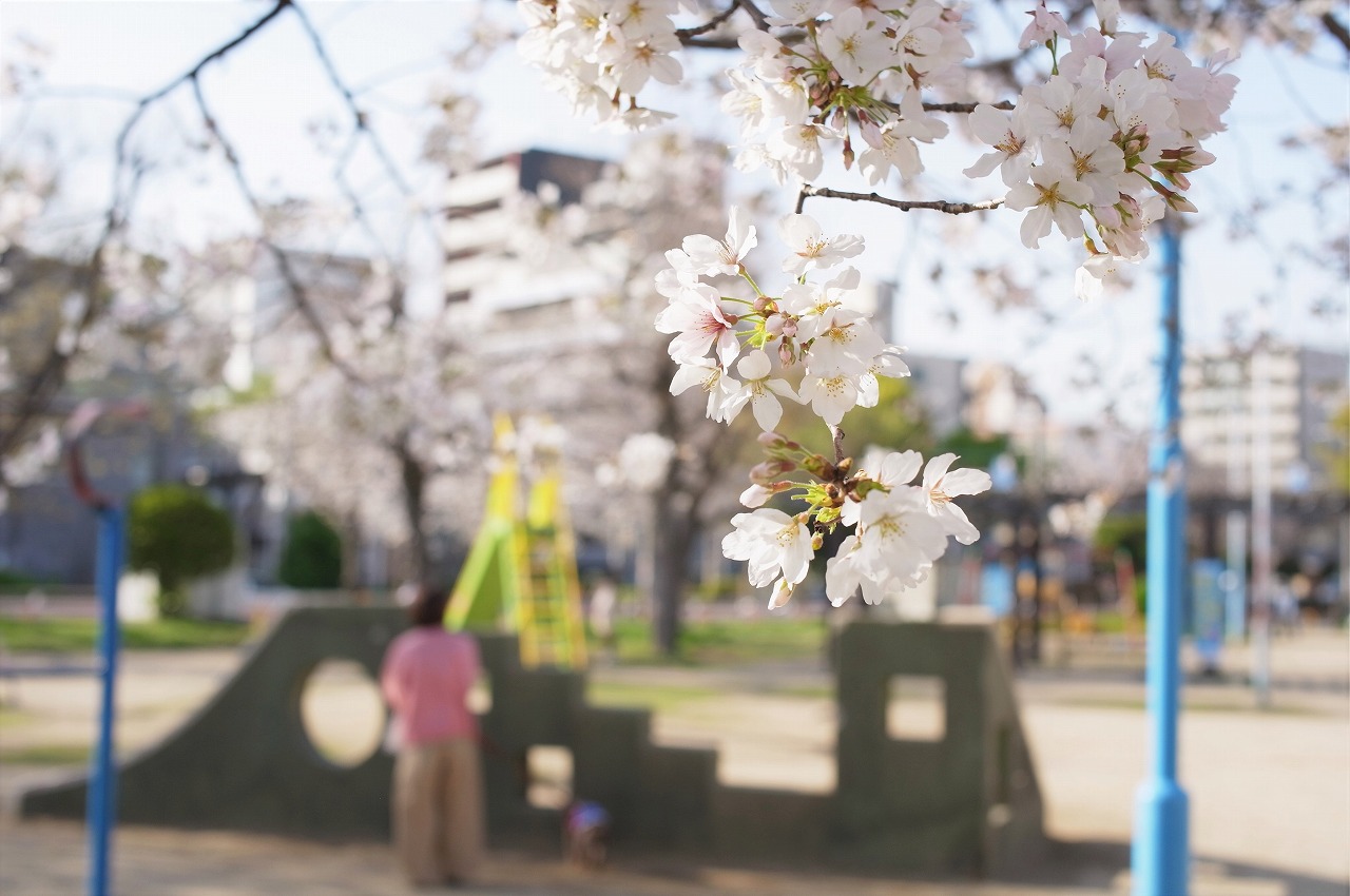天神ノ森公園の桜
